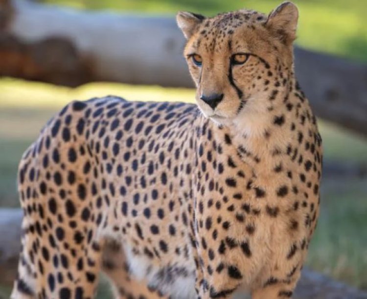 तेज रफ्तार वाहन ने ली चीते की जान, कूनो से निकलकर सड़क पर आए थे 2 चीते