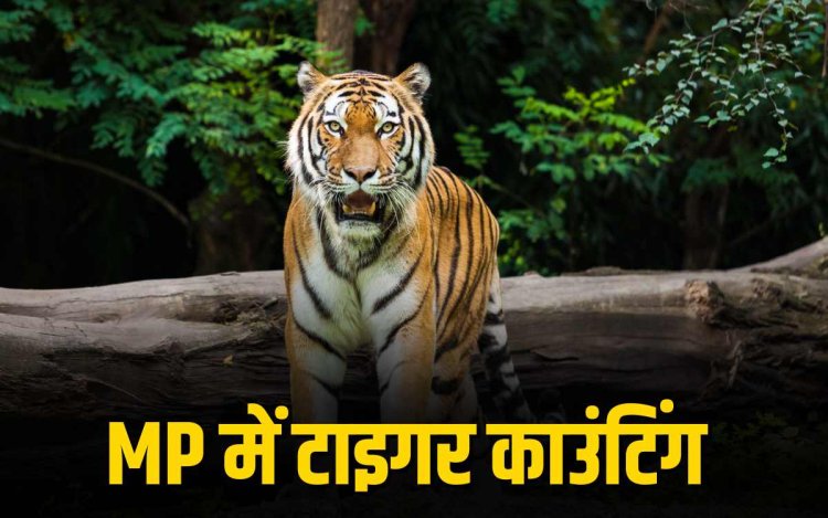 मध्य प्रदेश में 18 दिसंबर से टाइगर काउंटिंग, बाघों की संख्या और मूवमेंट रिकॉर्ड होंगे