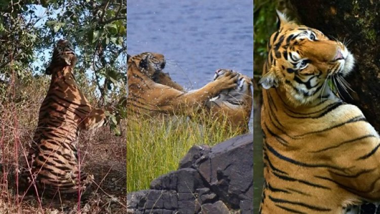 हफ्ते भर में 6 बाघों की मौत, साल का आंकड़ा पहुंचा 54! MP में कब थामेंगे शिकारी