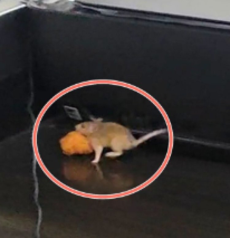 MP के अस्पतालों में चूहों का राज, SNCU में मंगोड़ी लेकर उछलते चूहे, नवजातों की जान से खिलवाड़