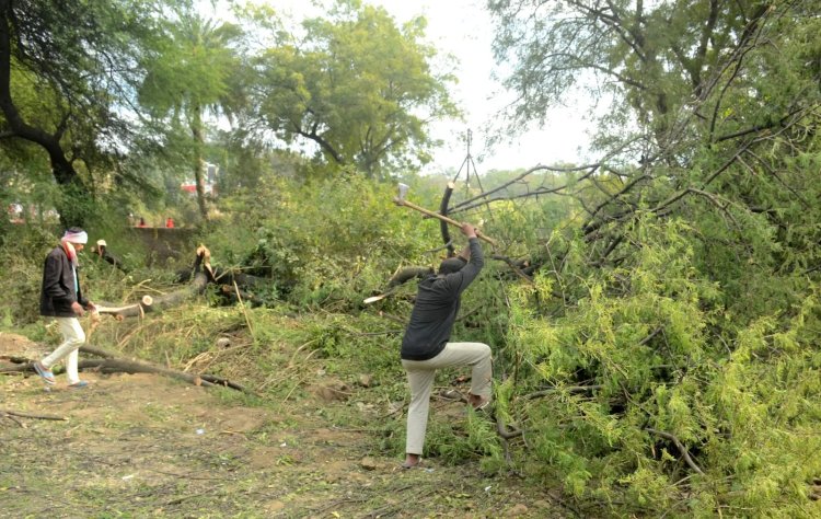 Bhopal: अयोध्या बाईपास पर पेड़ कटाई पर NGT की रोक