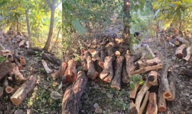 खैर–सागौन तस्करी पर वन विभाग का मास्टर स्ट्रोक, फर्जी टीपी से देशव्यापी नेटवर्क का खुलासा शहडोल में लाखों की अवैध लकड़ी जब्त