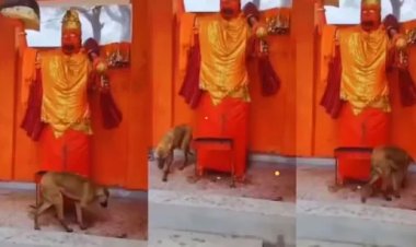 वीडियो वायरल होते ही कुत्ता बना भगवान