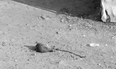 जबलपुर में सड़क पर बछड़े का कटा सिर मिलने से हड़कंप, VHP ने बताया माहौल बिगाड़ने की कोशिश