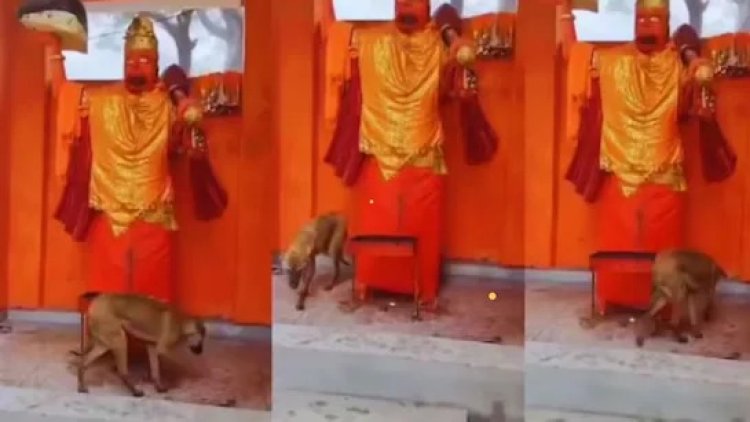 वीडियो वायरल होते ही कुत्ता बना भगवान