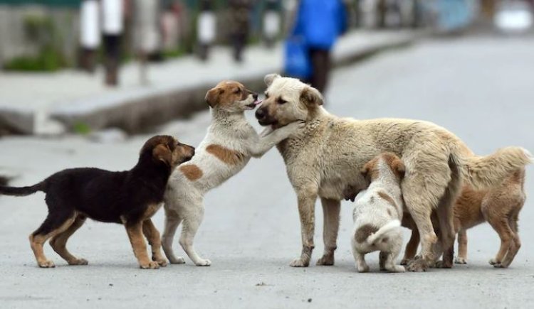 चुनावी वादे के लिए सैकड़ों बेज़ुबानों की हत्या