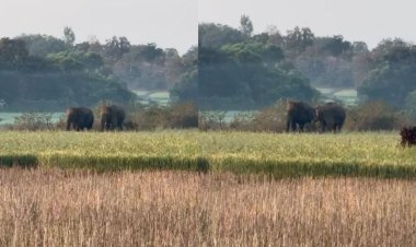 मऊगंज में पहुंचे जंगली हाथी, हनुमना क्षेत्र में दहशत