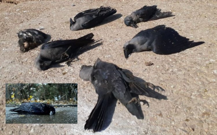 चेन्नई में 1,500 कौवों की मौत से हड़कंप: H5N1 बर्ड फ्लू की पुष्टि, सरकार ने जारी की सख्त एडवाइजरी