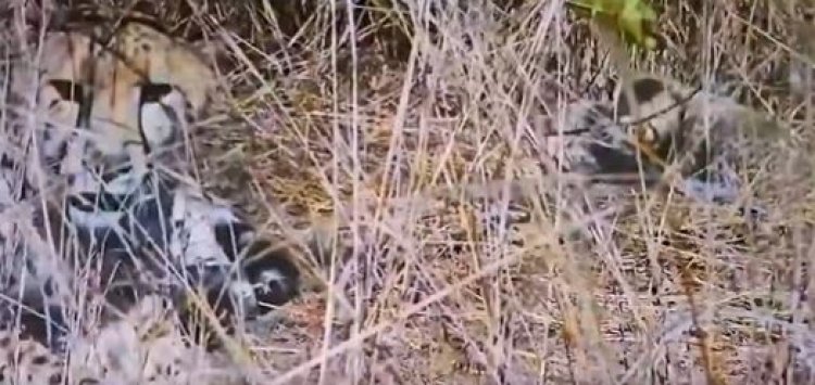 कूनो से आई खुशखबरी: चीता 'आशा ' ने 5 शावकों को दिया जन्म, CM ने शेयर किया वीडियो