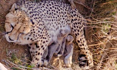 कूनो नेशनल पार्क से फिर आई खुशखबरी: चीता ज्वाला ने 5 शावकों को दिया जन्म, CM ने दी जानकारी