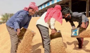 MP में समर्थन मूल्य पर गेहूं खरीदी दो चरणों में, 1 अप्रैल से शुरू होगी प्रक्रिया