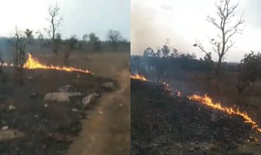 मऊगंज के मदराबल जंगल में लगी भीषण आग, मचा हड़कंप
