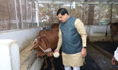 61 के हुए CM मोहन यादव, दिन की शुरूआत गौपूजन से कर, दिया आस्था का संदेश  