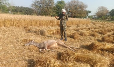 कुत्तों के झुंड ने किया मादा सांभर के बच्चे का शिकार