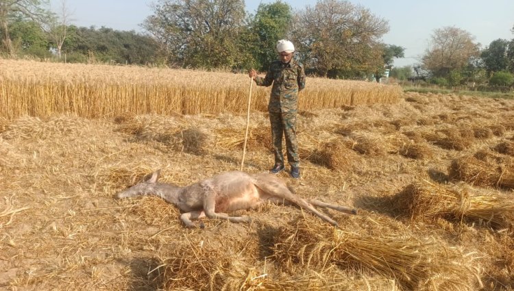 कुत्तों के झुंड ने किया मादा सांभर के बच्चे का शिकार