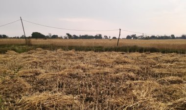 मऊगंज-रीवा में बेमौसम बारिश और ओलावृष्टि से फसलों को नुकसान