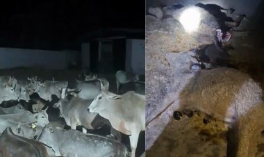 सतना: उचेहरा वन परिक्षेत्र में तेंदुए का आतंक, गौशाला तक पहुंचा खतरा