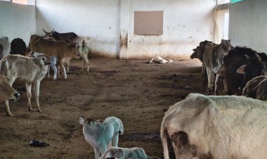 मऊगंज में गौशालाएं बनीं मौत का अड्डा: चारा और इलाज के अभाव में तड़प-तड़पकर मर रहे गोवंश