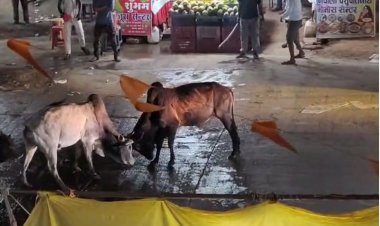 सांडों की भिड़ंत से सड़क पर मचा हड़कंप,15 मिनट तक चलती लड़ाई का वीडियो वायरल