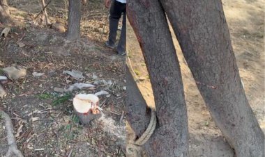 सतना में चंदन चोर गिरोह सक्रिय, नागौद में 50 साल पुराने दो पेड़ चोरी