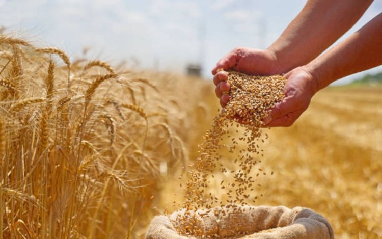 मध्यप्रदेश में 9-10 अप्रैल से गेहूं खरीदी शुरू, छोटे किसानों को प्राथमिकता | Public Vani