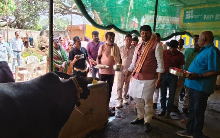 मऊगंज में प्रभारी मंत्री ने द्वारिका गौशाला में की सेवा, लखन पटेल ने गायों को खिलाई गुड़ रोटी