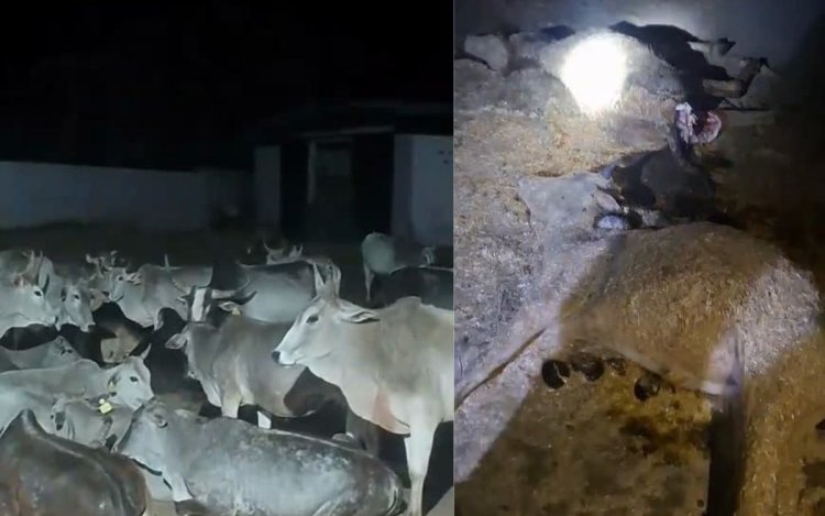 सतना: उचेहरा वन परिक्षेत्र में तेंदुए का आतंक, गौशाला तक पहुंचा खतरा