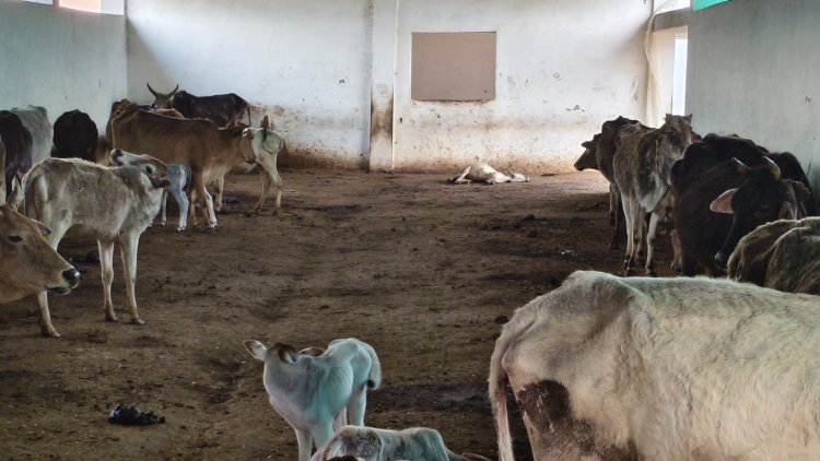 मऊगंज में गौशालाएं बनीं मौत का अड्डा: चारा और इलाज के अभाव में तड़प-तड़पकर मर रहे गोवंश