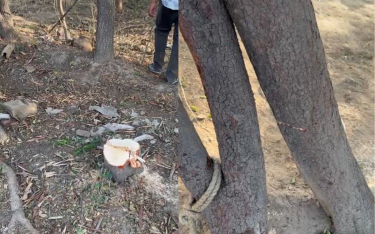 सतना में चंदन चोर गिरोह सक्रिय, नागौद में 50 साल पुराने दो पेड़ चोरी