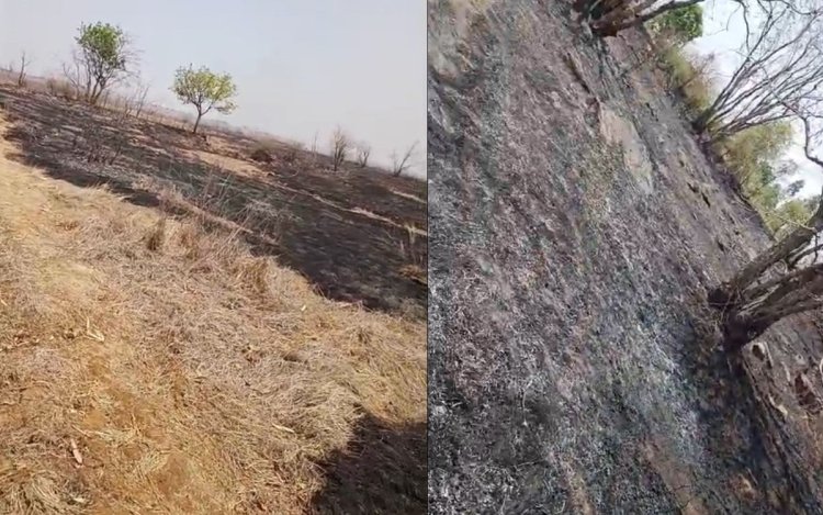 मऊगंज के बीला जंगल में लगी भीषण आग, फायर ब्रिगेड नहीं पहुंचने से करोड़ों की वन संपदा जलकर खाक 