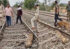 ट्रेन की चपेट में आने से तेंदुए की मौत, सतना तिघरा फाटक के पास पटरी पर मिला शव