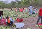 रायसेन: तेंदूपत्ता खरीदी में खुली मनमानी! 100 गड्डियों पर 5 गड्डियां फ्री, नहीं दो तो रोक दी जाती है गिनती