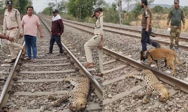 ट्रेन की चपेट में आने से तेंदुए की मौत, सतना तिघरा फाटक के पास पटरी पर मिला शव
