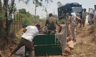 पन्ना में पाइप में फंसे तेंदुए का सफल रेस्क्यू, सुरक्षित वन क्षेत्र में किया गया रिलीज