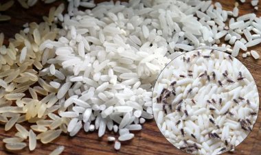 चावल में नहीं लगेंगे घुन और कीड़े, बस डिब्बे में डाल दें ये घरेलू चीजें