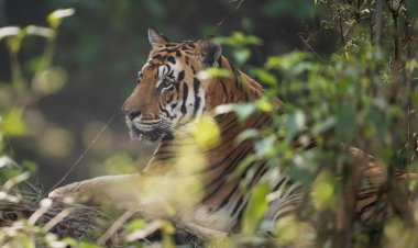 कान्हा टाइगर रिजर्व के मशहूर बाघ 'महावीर' की संदिग्ध मौत, दो महीने में 8 बाघों की गई जान