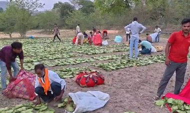 बाड़ी कला में तेंदूपत्ता खरीदी में खुली मनमानी! 100 गड्डियों पर 5 गड्डियां फ्री, नहीं दीं तो रोक दी जाती है गिनती