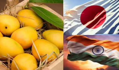 जापान ने भारतीय आमों के आयात पर लगाई रोक नियमों में मिली बड़ी खामी