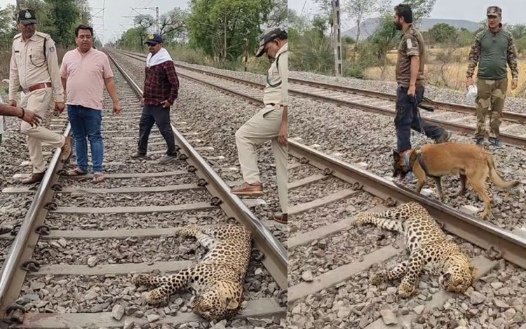 ट्रेन की चपेट में आने से तेंदुए की मौत, सतना तिघरा फाटक के पास पटरी पर मिला शव