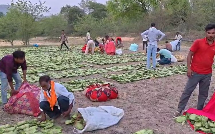रायसेन: तेंदूपत्ता खरीदी में खुली मनमानी! 100 गड्डियों पर 5 गड्डियां फ्री, नहीं दो तो रोक दी जाती है गिनती
