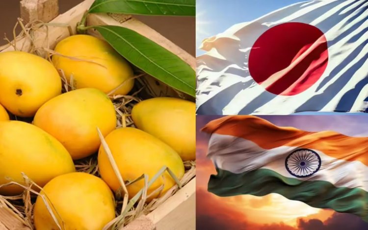 जापान ने भारतीय आमों के आयात पर लगाई रोक नियमों में मिली बड़ी खामी