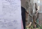 इंदौर में पेड़ कटाई पर निगम की बड़ी कार्रवाई, बिना अनुमति पेड़ काटने पर ₹1.5 लाख जुर्माना