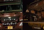 मऊगंज में पशु तस्करी का बड़ा खुलासा, 721 बकरियां बरामद, कटनी-जबलपुर नेटवर्क सामने आया