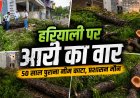 शाजापुर में 50 साल पुराना नीम का पेड़ काटा गया, अवैध कटाई पर उठे सवाल