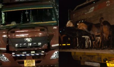 मऊगंज में पशु तस्करी का बड़ा खुलासा, 721 बकरियां बरामद, कटनी-जबलपुर नेटवर्क सामने आया