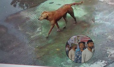 सांवेर रोड पर स्ट्रीट डॉग का आतंक, 10 घंटे में 42 लोगों को बनाया शिकार