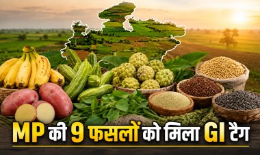 इंदौरी आलू से लेकर सिवनी के सीताफल तक MP की इन 9 फसलों को मिला GI टैग