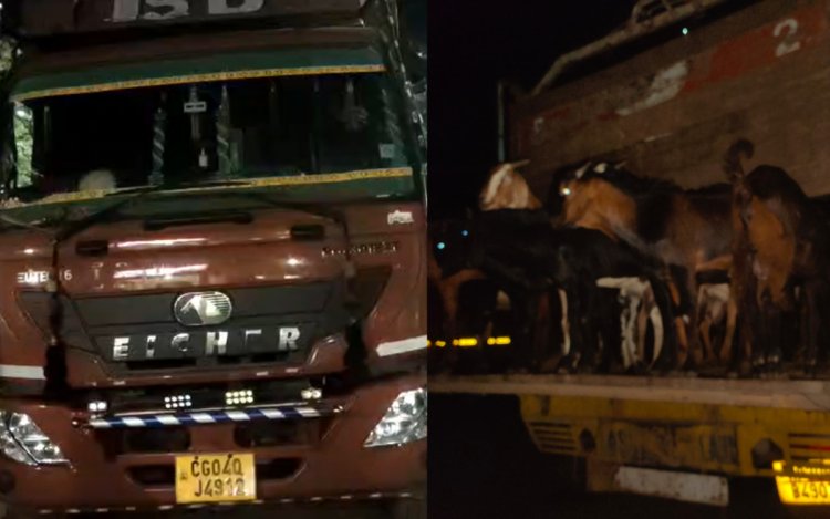मऊगंज में पशु तस्करी का बड़ा खुलासा, 721 बकरियां बरामद, कटनी-जबलपुर नेटवर्क सामने आया