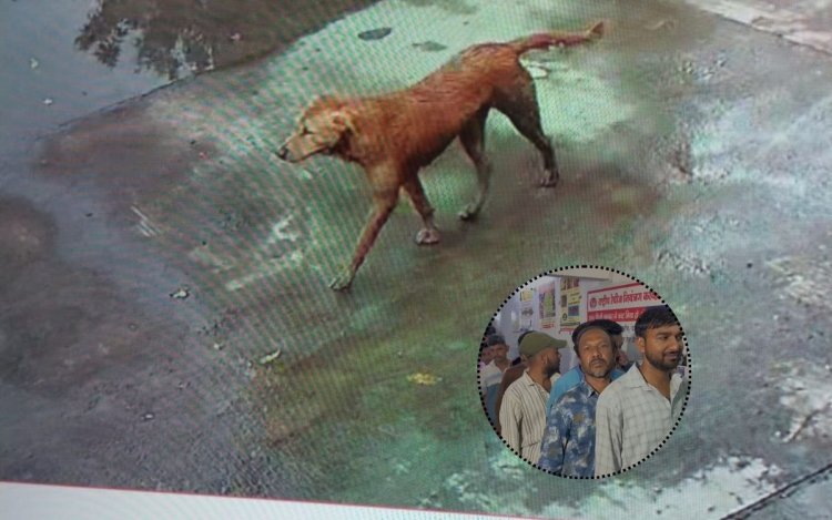 सांवेर रोड पर स्ट्रीट डॉग का आतंक, 10 घंटे में 42 लोगों को बनाया शिकार