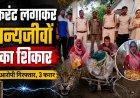मैहर में करंट से वन्यजीवों का शिकार, तेंदुए के अवयव मिलने की आशंका, चार आरोपी गिरफ्तार